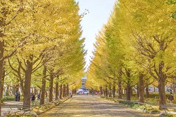 2025東京銀杏景點推薦：觀賞時間地圖、銀杏名所25選＋一日遊行程 的縮圖