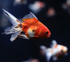 墨田水族館