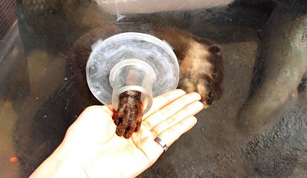 日本橫濱八景島海島樂園洋親密館與小爪水獺接觸