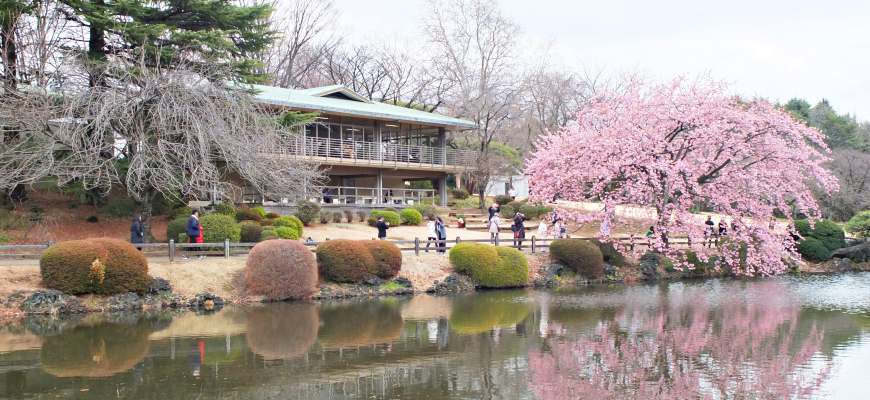 「新宿御苑」四季皆美,是新宿的後花園