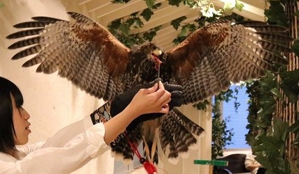 東京原宿貓頭鷹咖啡廳推薦「貓頭鷹庭園」店內的老鷹體驗