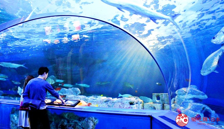 2018東京燈飾必去推薦「TOKYO MEGA ILLUMINATION」附近的「品川水族館」(しながわ水族館)