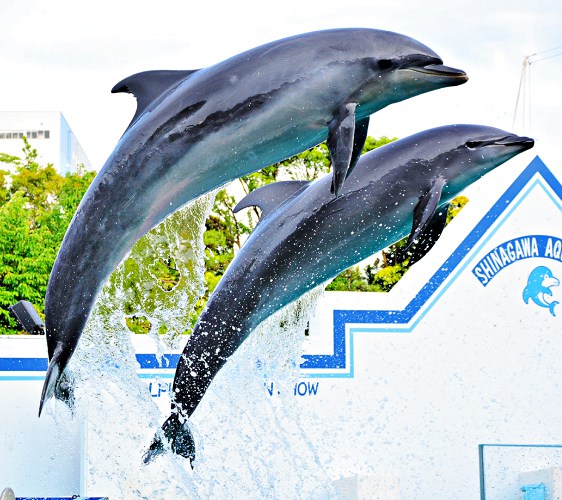 2018東京燈飾必去推薦「TOKYO MEGA ILLUMINATION」附近的「品川水族館」(しながわ水族館)的海豚秀表演