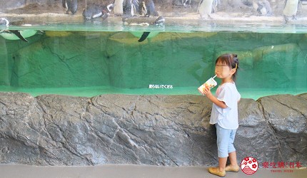 東京景點水族館品川水族館景觀窗