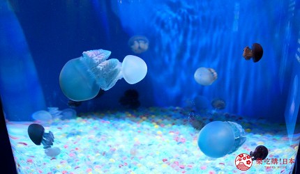 東京景點水族館品川水族館水母燈光秀