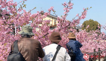 日本全国东京带爸妈自由行旅游全攻略指南小资族推荐景点交通CP值高评价方便便利安排行程一日游市郊来回三天两夜明治神宫浅草阿美横丁表参道上野购物台场吉祥寺井之头三莺鎌仓江之岛川越横滨河口湖草津箱根日光轻井泽吃喝玩乐